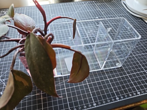 Simple stylish hydroponic - simple,