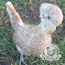 6 x Polish Bantam Eggs chicken