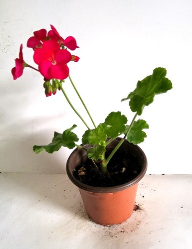 Geranium potted - (pelargonium),