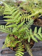 Dicksonia antartica | 10cm pot