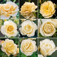 Gorgeous Potted Rose | Various Colours | Colourful Outdoor Potted Garden Plants