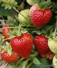 Strawberry 'Renaissance' - 10 bare root plants FREE NATIONWIDE DELIVERY