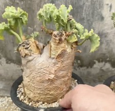 Rare Cacti Cyphostemma uter