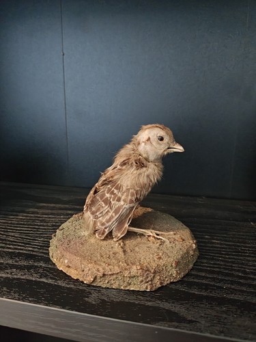 Taxidermy quail chick - , non