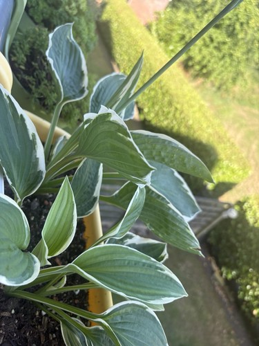 Hosta plant live plants - hosta, 3