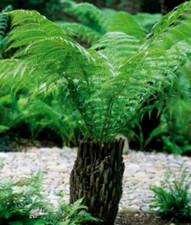 Tree Fern Dicksonia antartica Plant Perennial 1 x 3 litre pot  35cm plus 