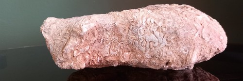 Museum grade devonian - museum,