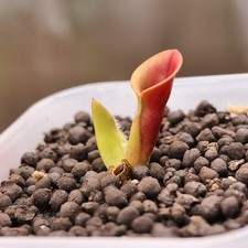 Heliamphora minor -AW-