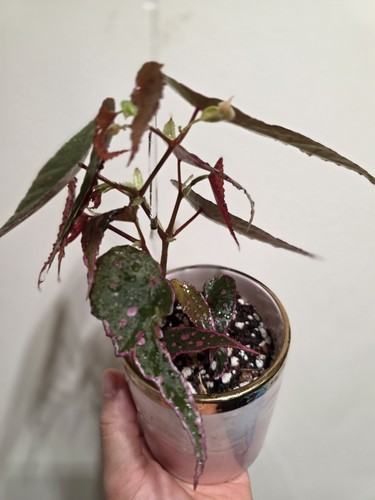 Rare begonia hybrid - rare,
