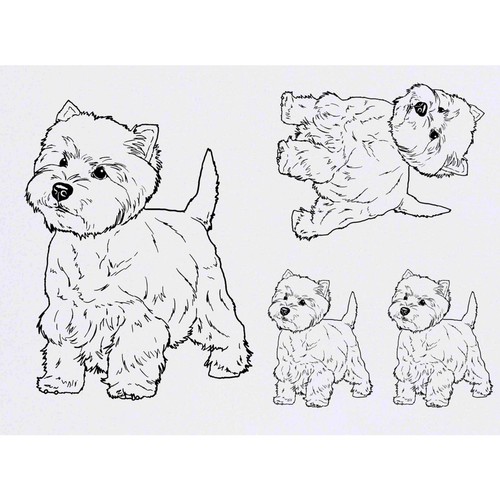 West highland terrier - x, 'west