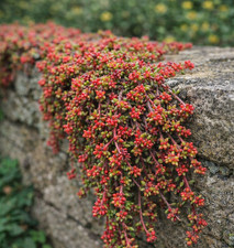 Sedum album – Red stonecrop