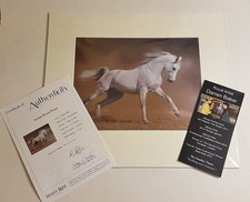 Royal Artist Darren Baker Racing Stallion Signed Artist Proof Print Equine Horse