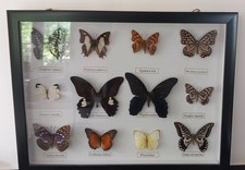 Taxidermy Butterfly Collection