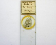 Antique Microscope  Slide. Petrology. Olivine Gabbro from Banff.