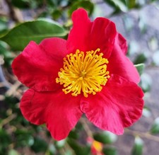 Camellia Japonica Yuletide -