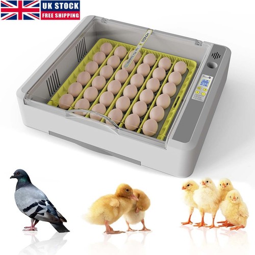 Eggs fully automatic egg - eggs,