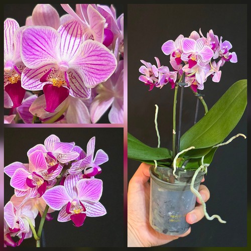 Phalaenopsis pink blush - phalaenopsis, blush"