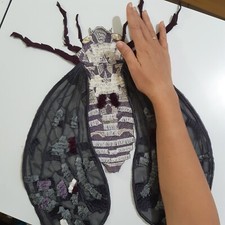 Giant insect cicada moth large