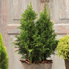 Thuja hardy shrub upright - shrub,