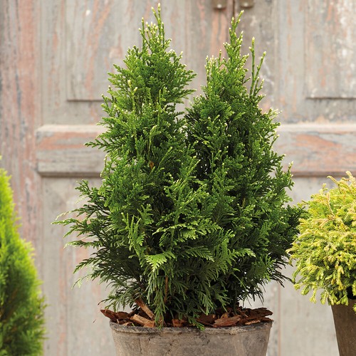 Thuja hardy shrub upright - thuja,