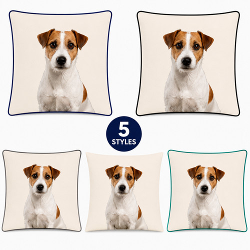 Jack russell terrier - jack,