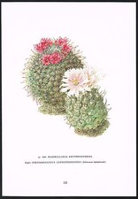Vintage Mammillaria