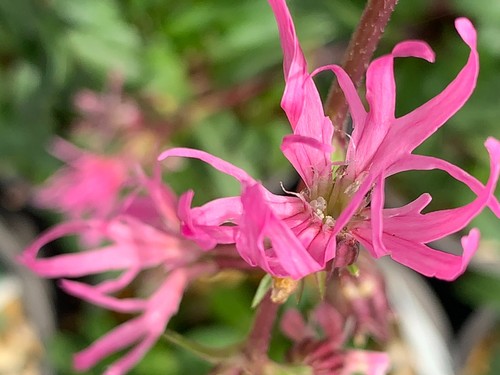 Lychnis flos cuculli little - lychnis, flos-cuculli