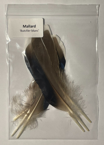 Mallard quills butcher - mallard,