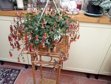 Beautiful Hanging Indoor