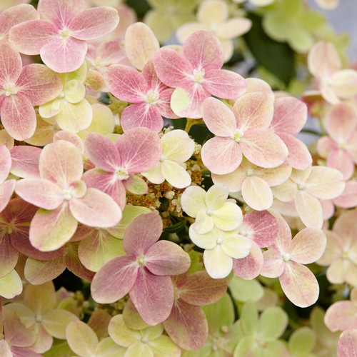 Hydrangea paniculata polestar - hydrangea,