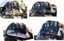 Tiny Ultra Rare English Wealden, Partial Lizard Jaw with Teeth!! + 2 Vertebrae