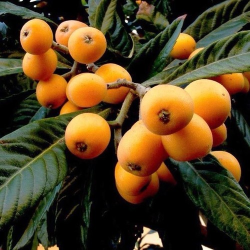 Japanese medlar eriobotrya - -,