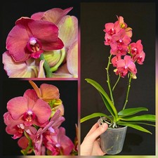 Phalaenopsis Red. 2 Flower