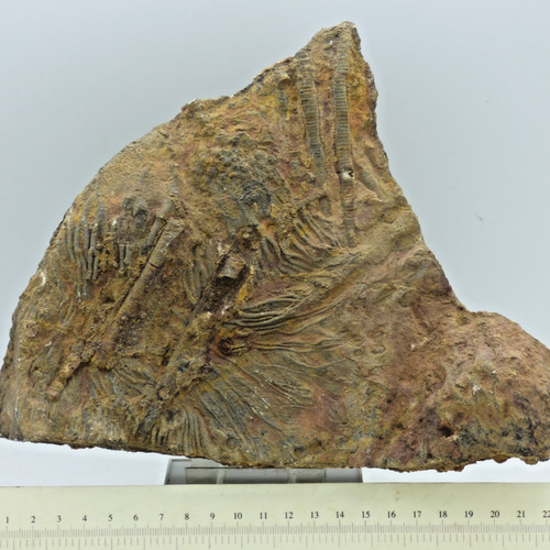 Fossil crinoid sea lilly - fossil,