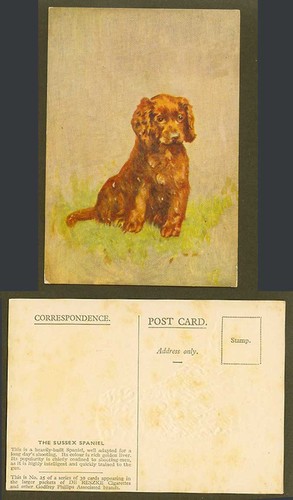 The sussex spaniel - sussex,