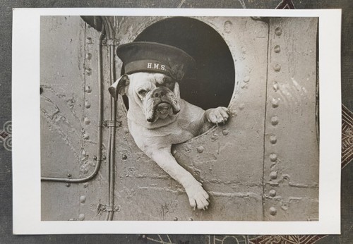 British bulldog wearing - british,