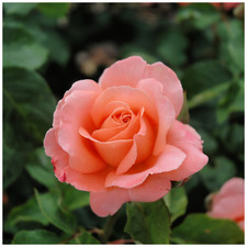 'Fragrant Delight' Very Fragrant Floribunda Rose Bush, Excellent Flowers