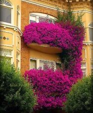 Bourgainvillea Flower Seeds, Purple Bougainvillea Spectabilis