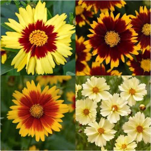 Coreopsis hybrida uptick mix - 'uptick, mix'