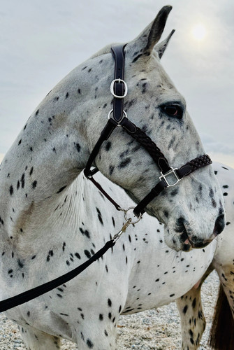 Comfort leather headcollar - comfort,