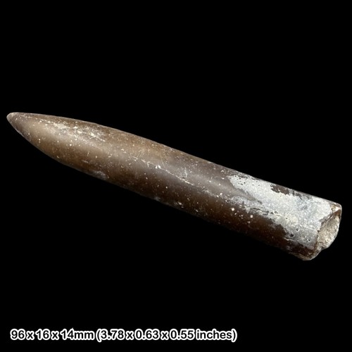 Belemnite fossil jurassic - belemnite,