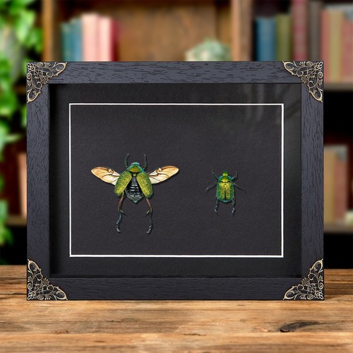 Shining leaf chafer beetle - shining,