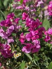 40 + Everlasting Perennial Sweet Pea Seeds Hardy Lathyrus Latifolius ???