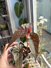 Begonia Malachosticta 7cm Pot