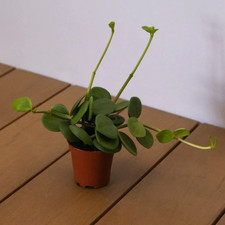 Mini Peperomia Hope –