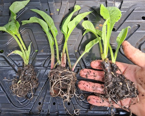 Comfrey bocking 14 - x,