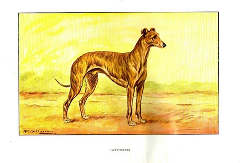 Antique 1900s english - antique, hound