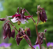 AQUILEGIA COLUMBINE WILLIAM GUINNESS 0.4 GM ~ APPROX 320 SEEDS PERENNIAL FLOWER