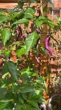 Buena Mulata Chilli Seeds X15 