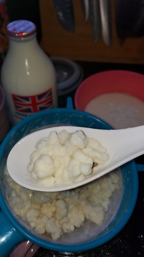 Live milk kefir - live, grains